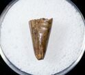 Tyrannosaur Premax Tooth (Aublysodon) - Montana #17581-3
